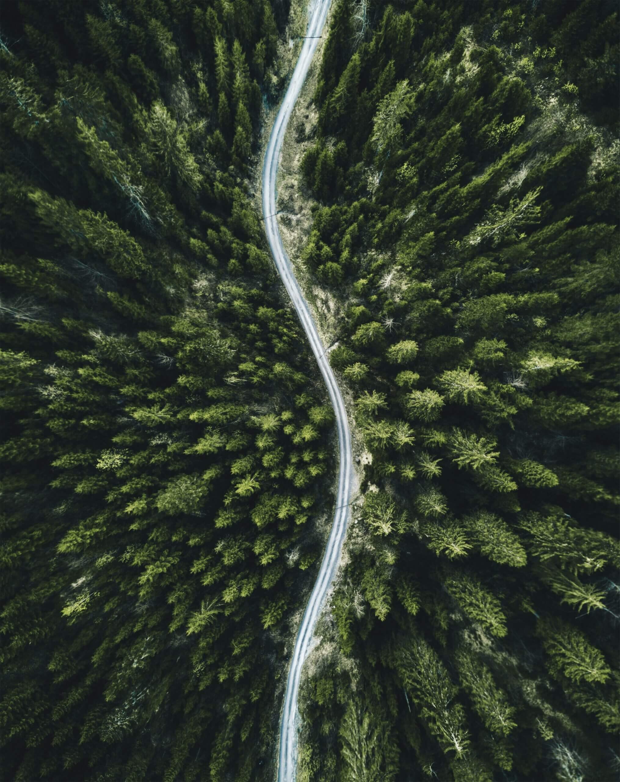 Confirous Tree Forest Aerial View In North America